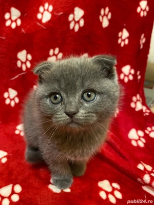 Vand pisicute british shorthair si scottish fold - imagine 4