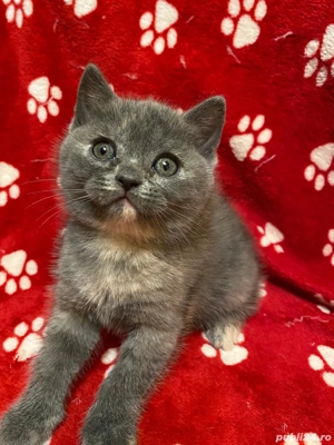 Vand pisicute british shorthair si scottish fold - imagine 2