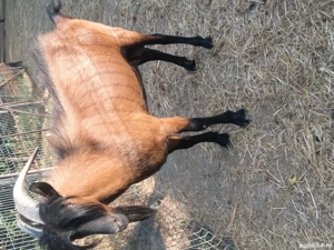 Capre - Țap Alpin francez  - imagine 2