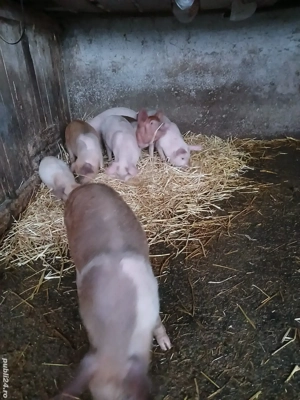 Purcei de crescut  - imagine 2