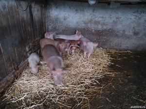 Purcei de crescut  - imagine 3