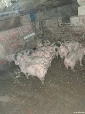 vand suldani 35kg 40kg  - imagine 2