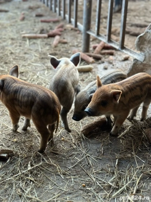 Vand purcei mangalita  - imagine 5