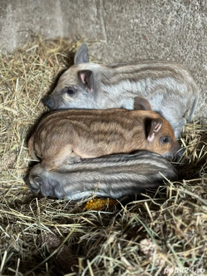 Vand purcei mangalita  - imagine 4