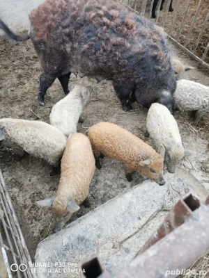 Vand purcei mangalita  - imagine 3