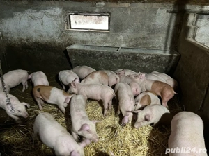 Vand purcei  - imagine 5