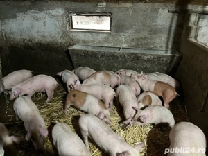 Vand purcei  - imagine 3