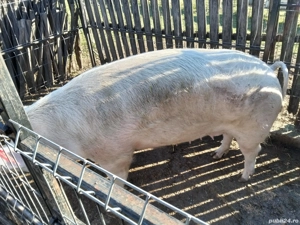 Vând porc de Craciun - imagine 2