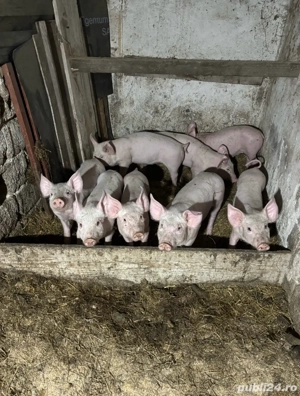 Vand purcei - imagine 3