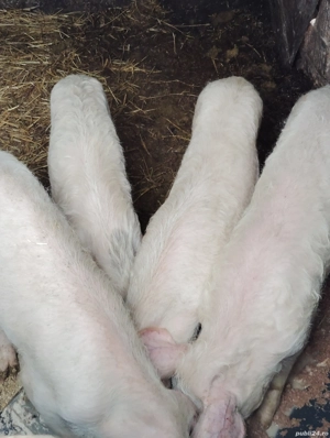 porci 40-45 kg ! - imagine 2