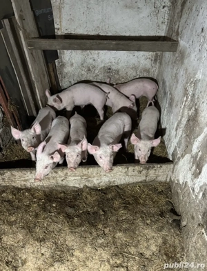 Vand purcei - imagine 2