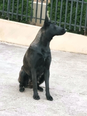 Femelă Ciobănesc Belgian Malinois   - imagine 4