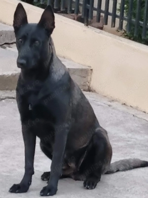Femelă Ciobănesc Belgian Malinois   - imagine 5