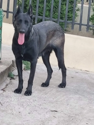 Femelă Ciobănesc Belgian Malinois   - imagine 3