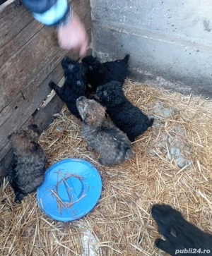 căței de întors oi  - imagine 2