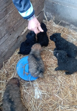 căței de întors oi  - imagine 3