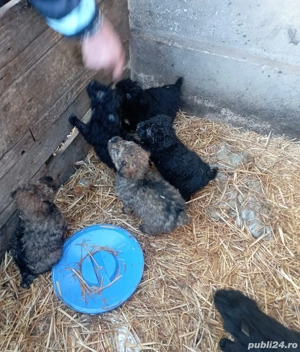 căței de întors oi 