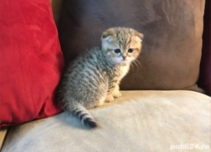 Scottish Fold deosebiți  - imagine 2