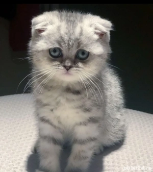 Scottish Fold deosebiți  - imagine 5