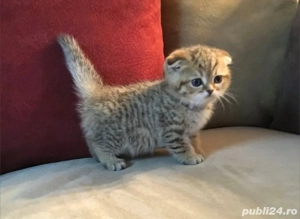 Scottish Fold deosebiți  - imagine 4