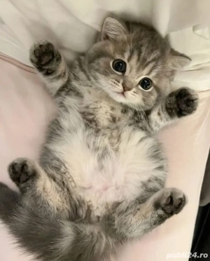 Scottish Fold deosebiți  - imagine 1