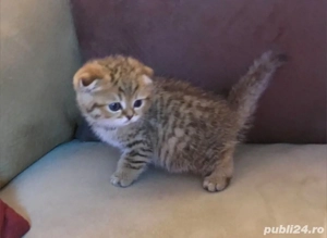 Scottish Fold deosebiți  - imagine 3