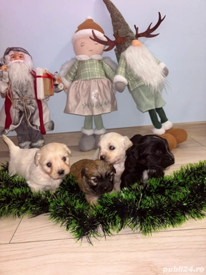 catei bichon de vanzare - imagine 5