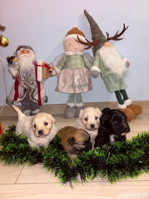 catei bichon de vanzare - imagine 3
