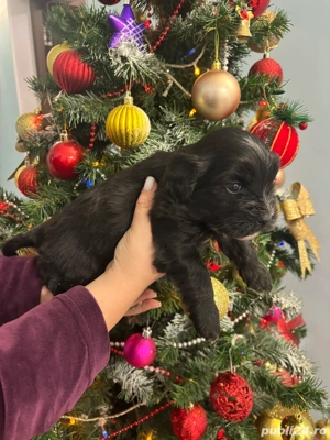 catei bichon de vanzare - imagine 4