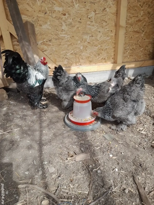 Pui și ouă Brahma potârnichiu,BSO,Columbia,HD,Porțelan, Cochinchina pitic , Mii de flori 