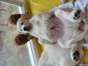 Pui Golden Retriever 2200 lei