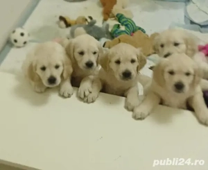 Pui Golden Retriever 2200 lei - imagine 3