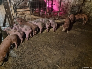 De vanzare purcei - imagine 2