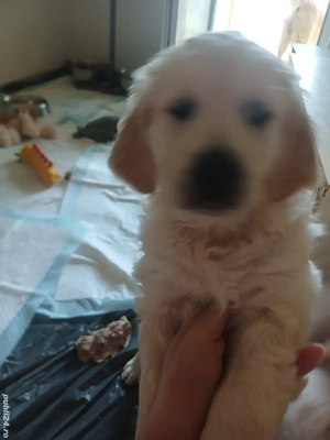 Pui Golden Retriever 2200 lei - imagine 4