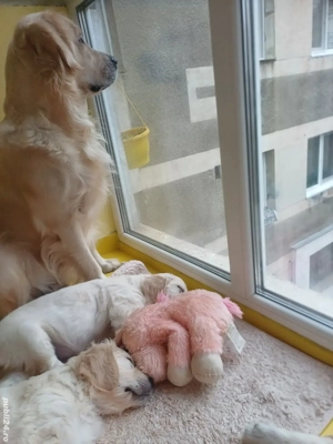 Pui Golden Retriever 2200 lei - imagine 2