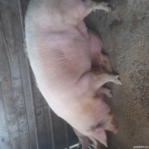 Porci mari de vanzare  - imagine 2
