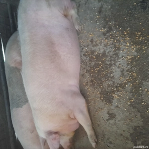 Porci mari de vanzare 