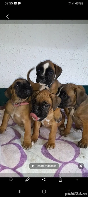 pui boxer german gold