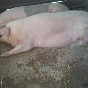 Porci mari de vanzare 
