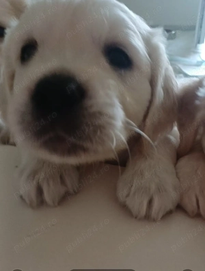 Pui Golden Retriever 2200 lei - imagine 7