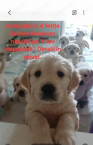 Pui Golden Retriever 2200 lei - imagine 6