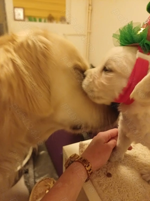 Pui Golden Retriever 2200 lei - imagine 5