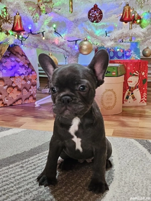 Buldog Francez Blue - imagine 2