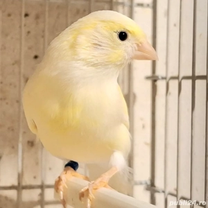 Canari Malinois Femela 