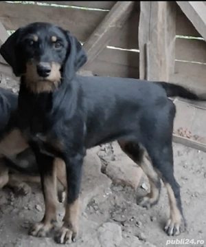 Vand Copoi ardelenesc 