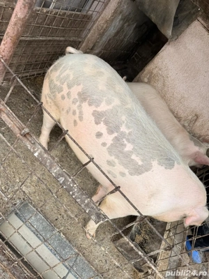 Vand purcea  - imagine 3