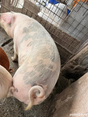 Vand purcea  - imagine 2