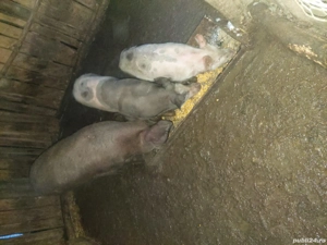 de vânzare grăsune 