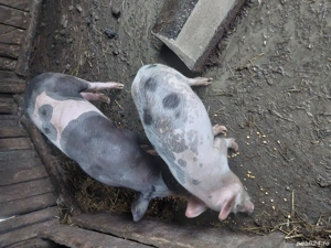 de vânzare grăsune  - imagine 2