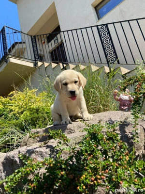 Catei labrador cu pedigree - imagine 3